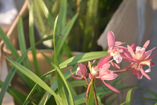 建兰怎么施肥，这样施肥植株长势更好