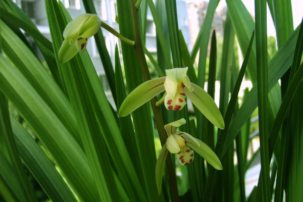 建兰怎么施肥，这样施肥植株长势更好