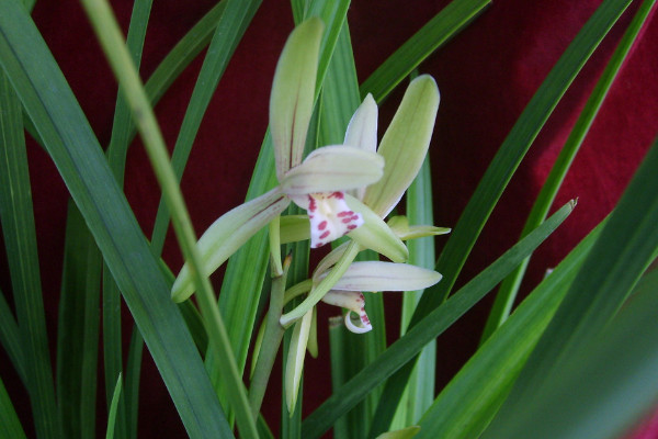 建兰怎么施肥，这样施肥植株长势更好