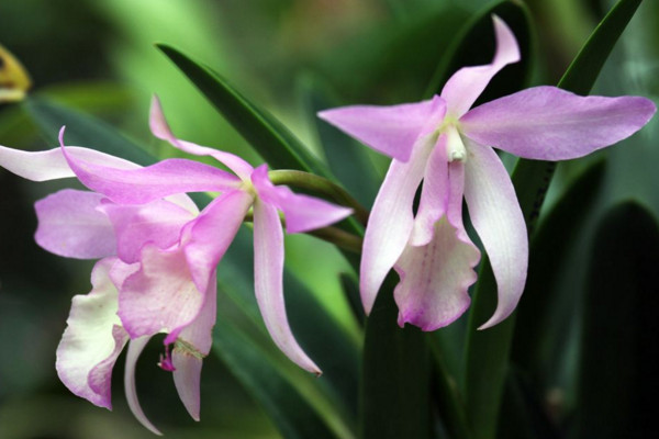 卡特兰怎么换盆，可以通过以下4步来完成