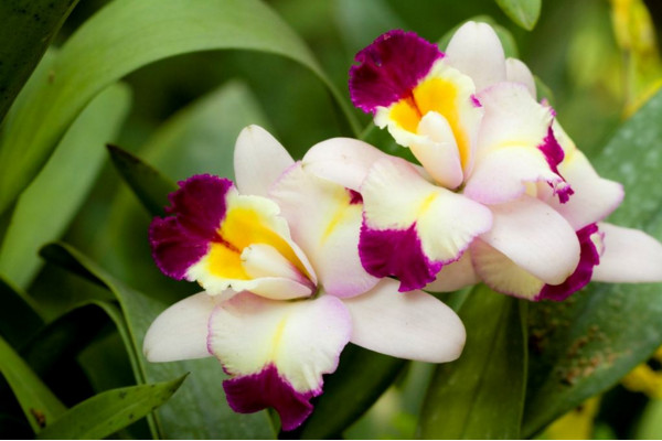 卡特兰开花诀窍,保证光照、养分充足