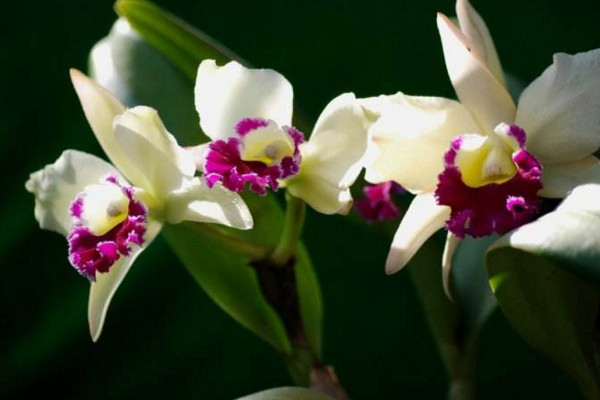 卡特兰开花诀窍,保证光照、养分充足