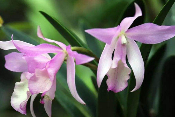 卡特兰开花诀窍,保证光照、养分充足