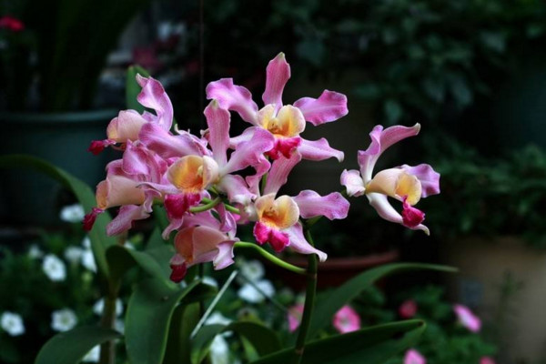 卡特兰开花诀窍,保证光照、养分充足