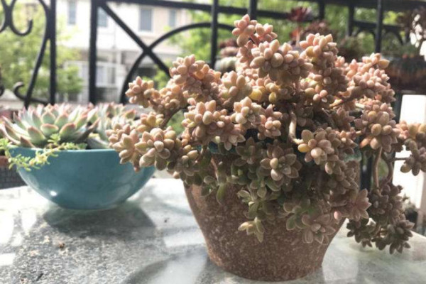 姬秋丽叶片发黄怎么办,适当遮阴并控制浇水