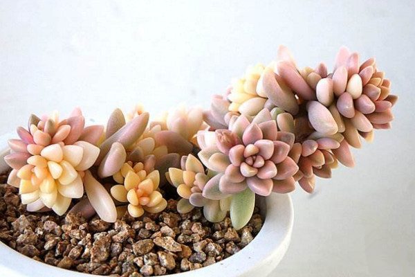 姬秋丽叶片发黄怎么办,适当遮阴并控制浇水