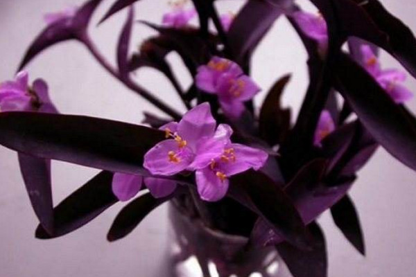 盆栽紫竹梅怎么养,5步教你养好紫竹梅盆栽