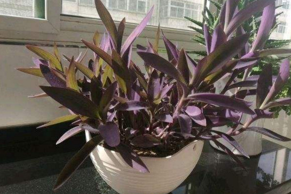 盆栽紫竹梅怎么养,5步教你养好紫竹梅盆栽