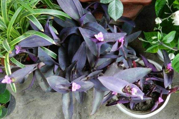 盆栽紫竹梅怎么养,5步教你养好紫竹梅盆栽