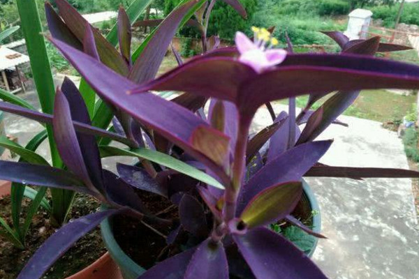 盆栽紫竹梅怎么养,5步教你养好紫竹梅盆栽