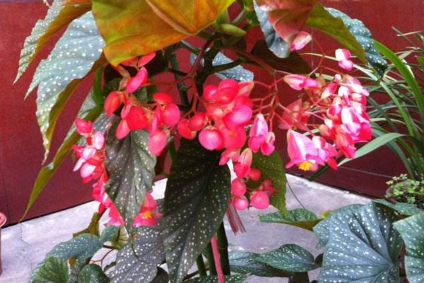 竹节海棠扦插方法,建议在清明前后进行扦插