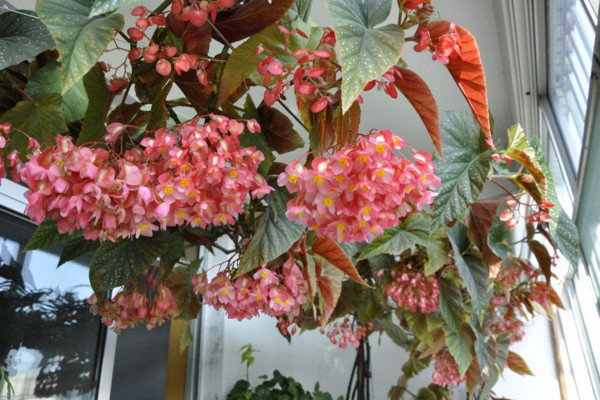 竹节海棠扦插方法,建议在清明前后进行扦插