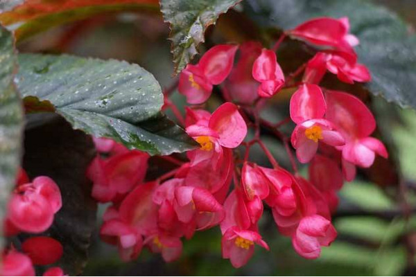竹节海棠扦插方法,建议在清明前后进行扦插