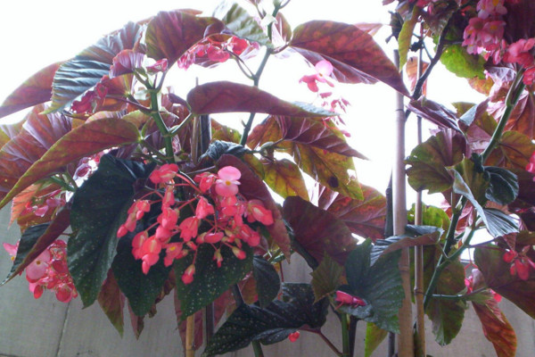 竹节海棠扦插方法,建议在清明前后进行扦插