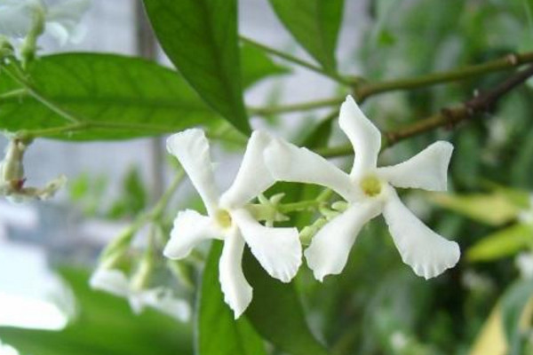 风车茉莉有毒吗,汁液带有一定的毒性