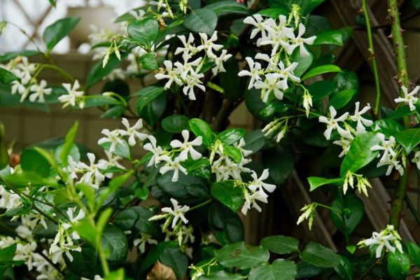 风车茉莉有毒吗,汁液带有一定的毒性