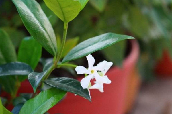 风车茉莉有毒吗,汁液带有一定的毒性