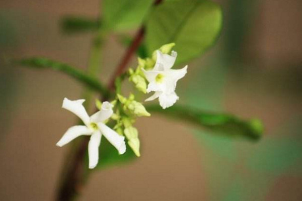风车茉莉有毒吗,汁液带有一定的毒性