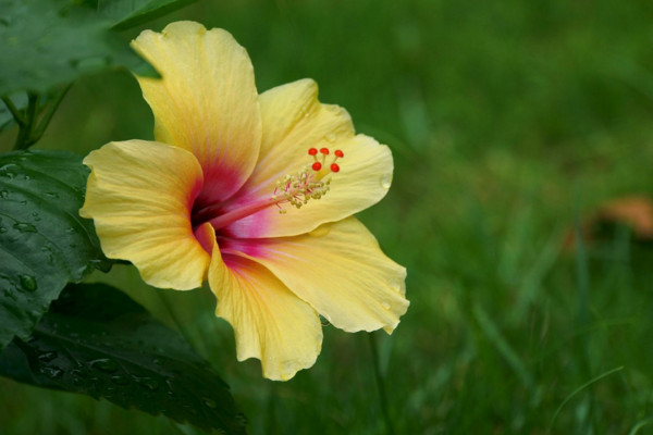 扶桑花冬天怎么养,扶桑花安全越冬小技巧