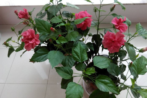 扶桑花冬天怎么养,扶桑花安全越冬小技巧