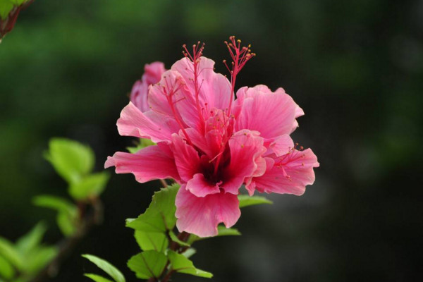 扶桑花冬天怎么养,扶桑花安全越冬小技巧