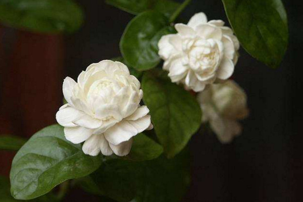 虎头茉莉什么时候开花,其花期在每年的5~8月份