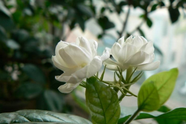 虎头茉莉什么时候开花,其花期在每年的5~8月份