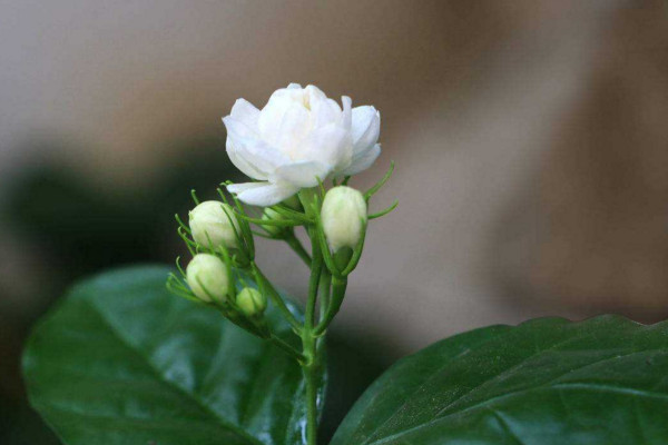 虎头茉莉什么时候开花,其花期在每年的5~8月份