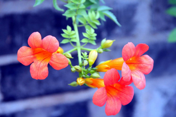 凌霄花叶子发黄怎么办,4种原因以及解决方法