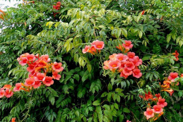 凌霄花叶子发黄怎么办,4种原因以及解决方法