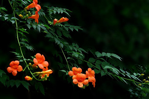 凌霄花叶子发黄怎么办,4种原因以及解决方法