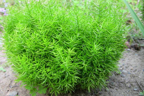 天门冬的养殖方法和注意事项，不可忽视的4大要点