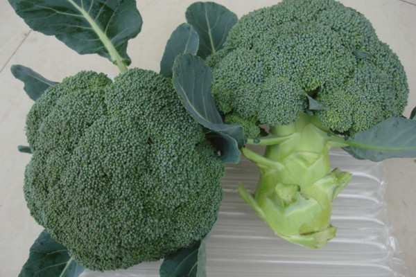 西兰花种植技术，建议在每年的3月进行种植