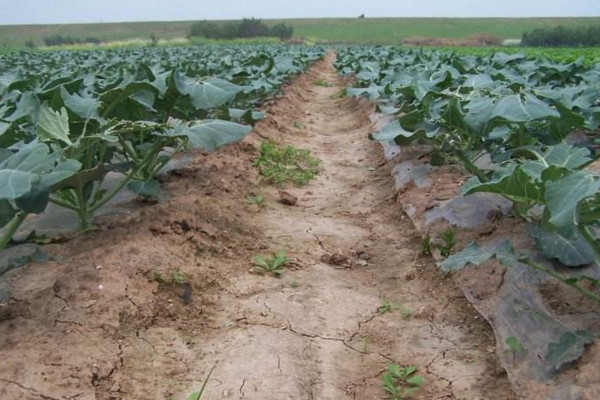 西兰花种植技术，建议在每年的3月进行种植