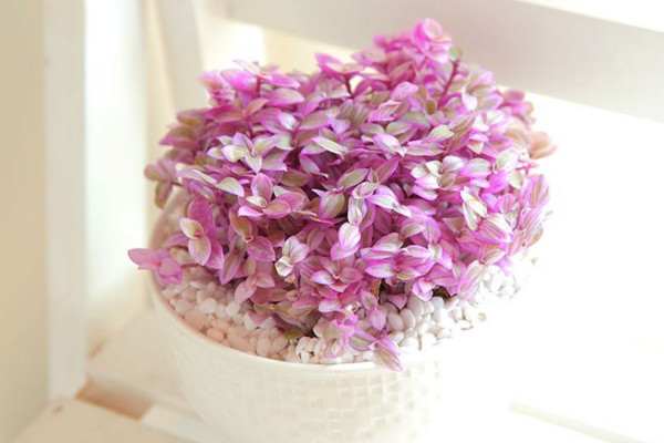 胭脂云多肉怎么养,肥沃的土壤以及充足的光照