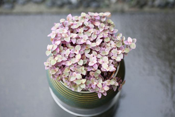 胭脂云多肉怎么养,肥沃的土壤以及充足的光照