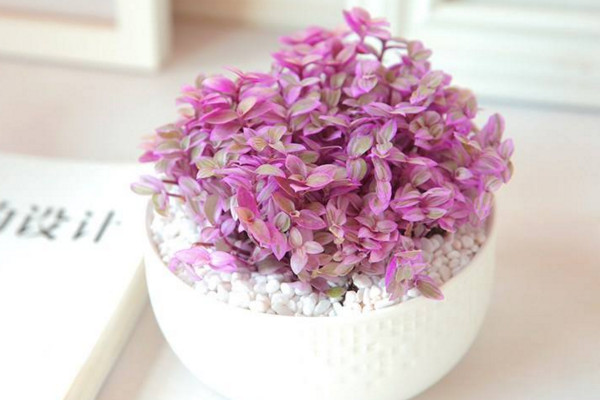 胭脂云多肉怎么养,肥沃的土壤以及充足的光照