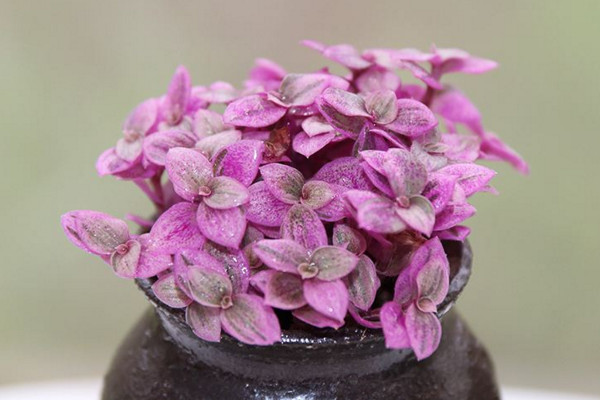 胭脂云多肉怎么养,肥沃的土壤以及充足的光照