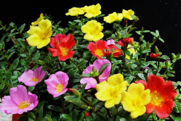 午时花什么时候开，花期在每年的夏秋季节