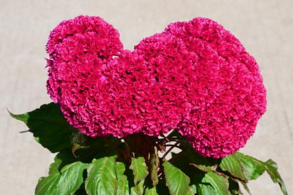 鸡冠花怎么越冬,控制温度并减少浇水