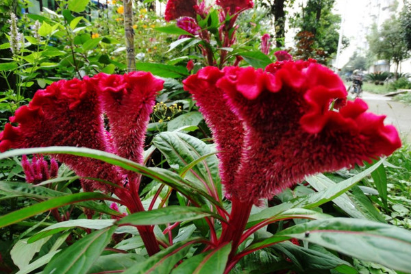 鸡冠花怎么越冬,控制温度并减少浇水