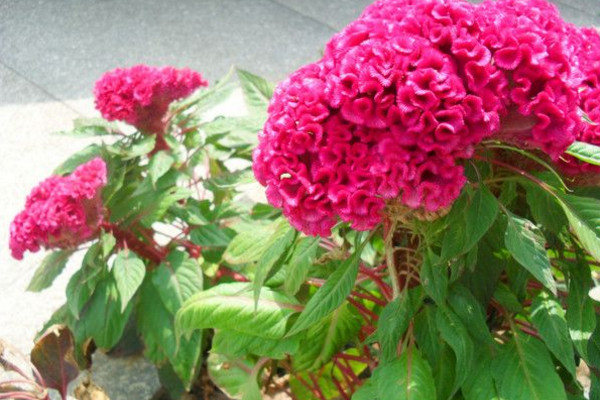 鸡冠花怎么越冬,控制温度并减少浇水