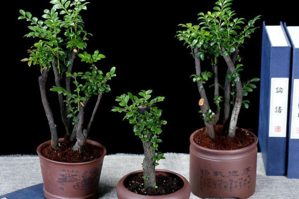 小叶紫檀盆景怎么养,5步教你养好小叶紫檀