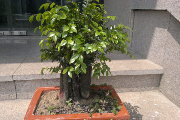 小叶紫檀盆景怎么养,5步教你养好小叶紫檀