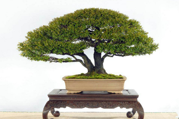 小叶紫檀盆景怎么养,5步教你养好小叶紫檀