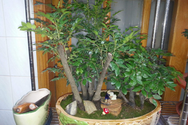 小叶紫檀盆景怎么养,5步教你养好小叶紫檀