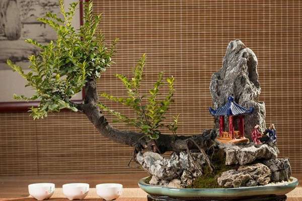 小叶紫檀盆景怎么养,5步教你养好小叶紫檀