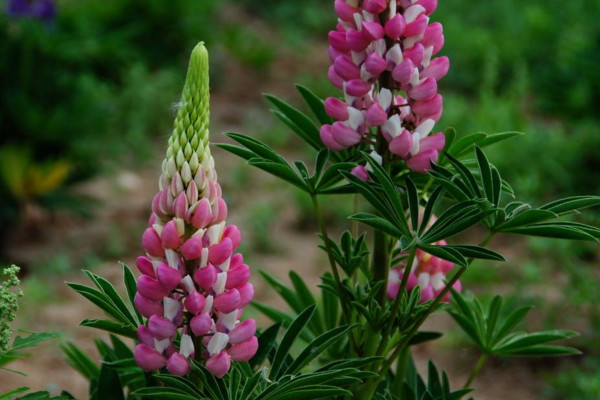 羽扇豆秋天怎么养,做好以下4点是关键