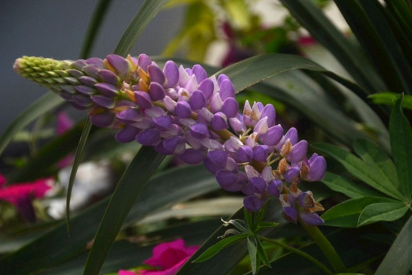 羽扇豆秋天怎么养,做好以下4点是关键