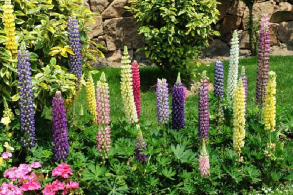 羽扇豆秋天怎么养,做好以下4点是关键